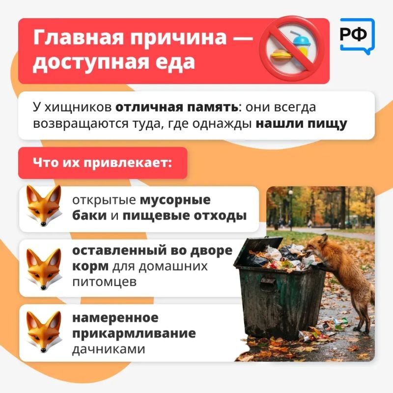 Лисы всё чаще появляются рядом с людьми: их можно заметить у дорог, на дачных участках и даже в населённых пунктах Лисы всё чаще появляются рядом с людьми: их можно заметить у дорог, на дачных участках и даже в населённых пунктах