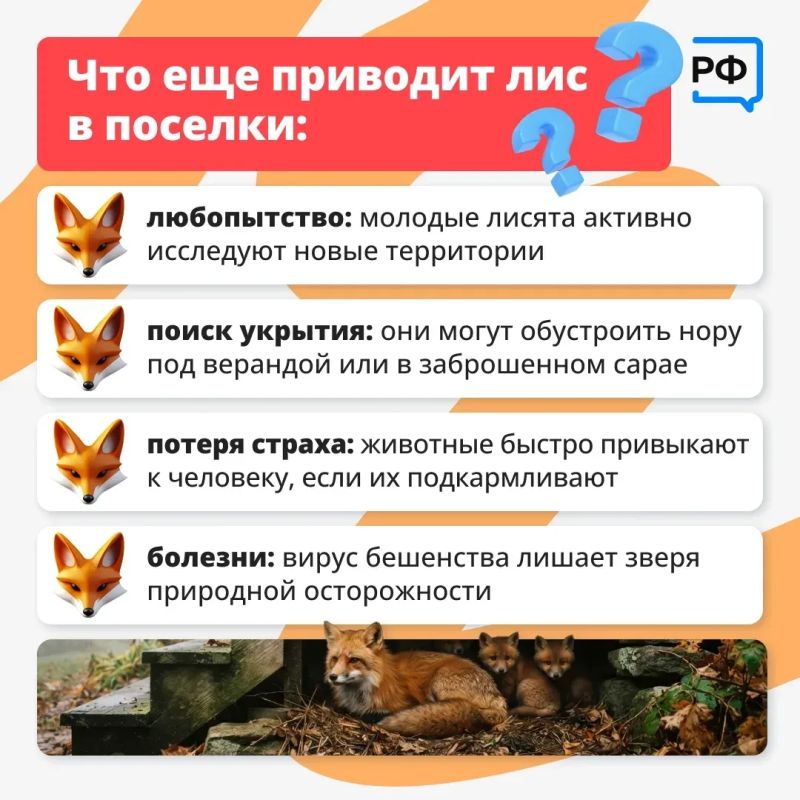 Лисы всё чаще появляются рядом с людьми: их можно заметить у дорог, на дачных участках и даже в населённых пунктах Лисы всё чаще появляются рядом с людьми: их можно заметить у дорог, на дачных участках и даже в населённых пунктах