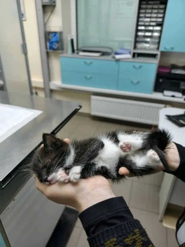 13 кошек спасли из горящего дома в Ленобласти 13 кошек спасли из горящего дома в Ленобласти