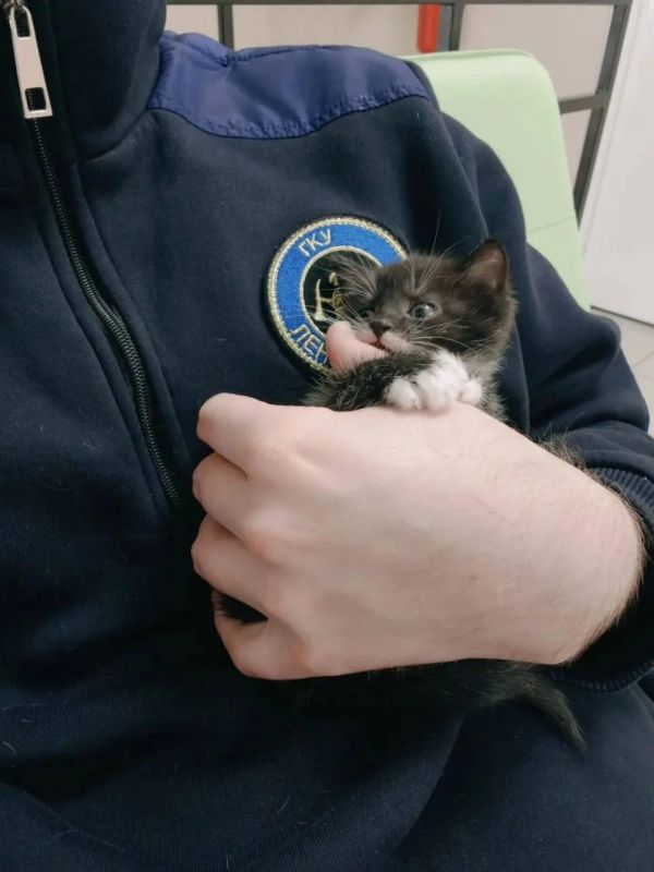 13 кошек спасли из горящего дома в Ленобласти 13 кошек спасли из горящего дома в Ленобласти