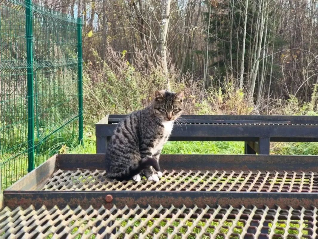 Котята Мурки: самые серьёзные Ленинградские спасатели на смене Котята Мурки: самые серьёзные Ленинградские спасатели на смене
