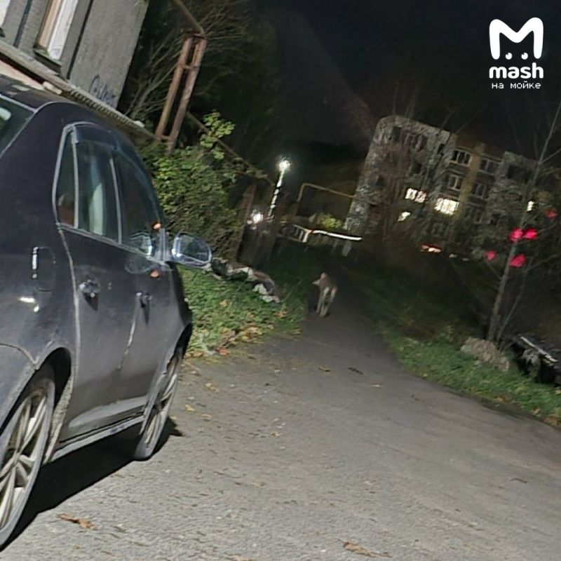 Волчару снова заметили жители посёлка Дружная Горка — серый вальяжно гулял вдоль подъездов