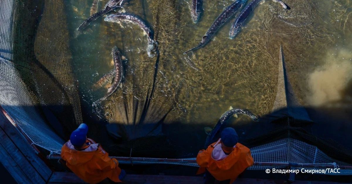 В Ленинградской области утвердили День рыбовода, который будет отмечаться 26 ноября, сообщили на заседании областного парламента